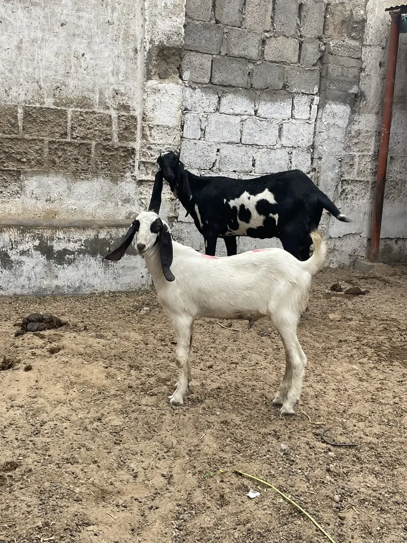 Top quality tapra male mid range for sale — photo 3