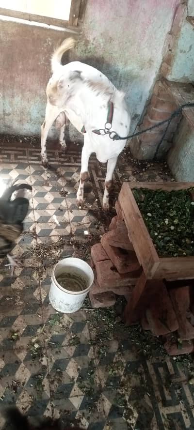 2 bakry Makhhi chena 0305 five five nine five 279