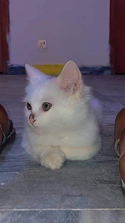 kitten sale