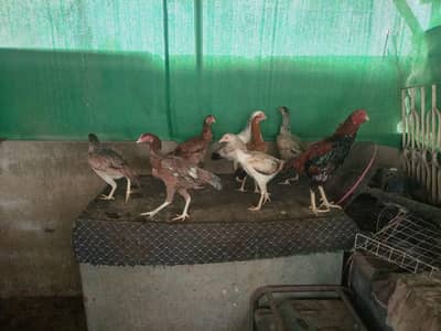 *Aseel Hens For Sale*