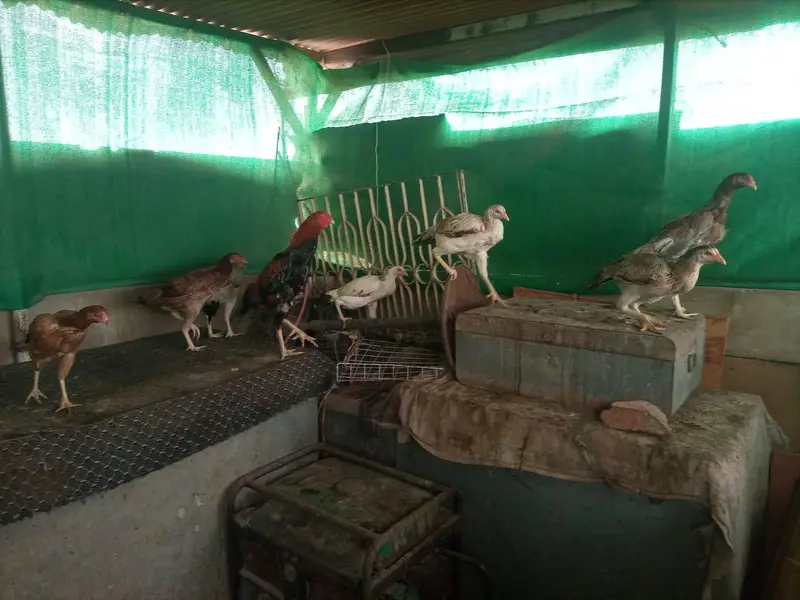 *Aseel Hens For Sale* — photo 2