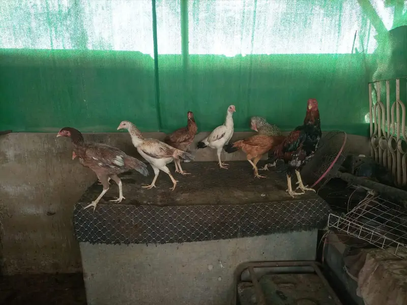 *Aseel Hens For Sale* — photo 3