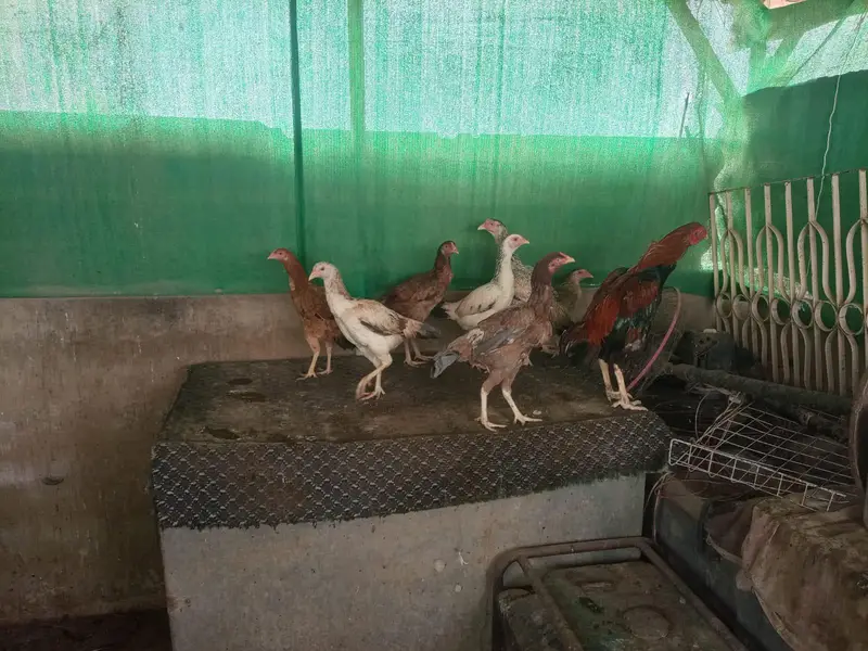 *Aseel Hens For Sale* — photo 4