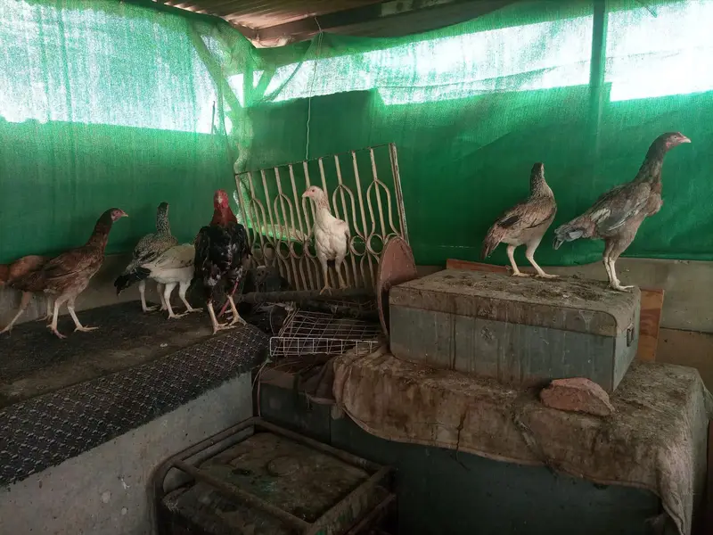 *Aseel Hens For Sale* — photo 5