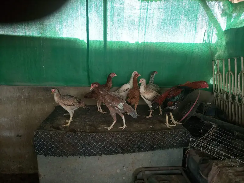 *Aseel Hens For Sale* — photo 6