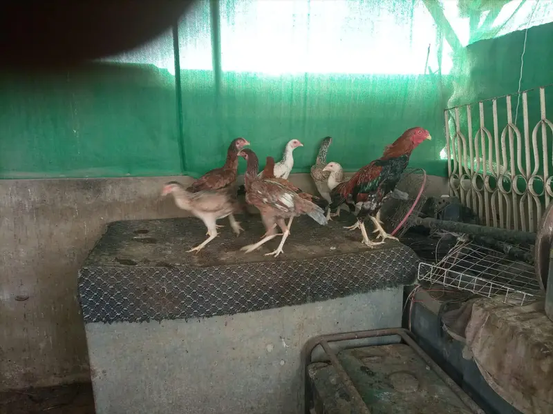 *Aseel Hens For Sale* — photo 7