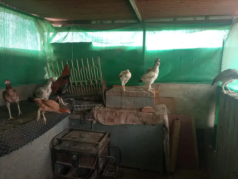 *Aseel Hens For Sale* — photo 8