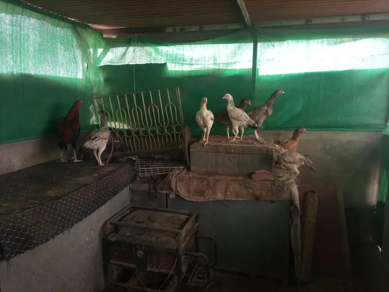 *Aseel Hens For Sale* — photo 9