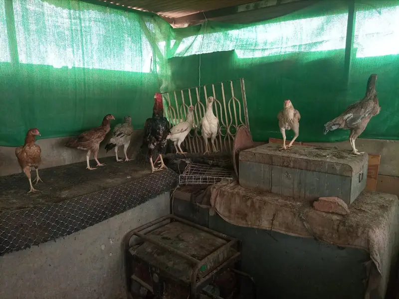 *Aseel Hens For Sale* — photo 10