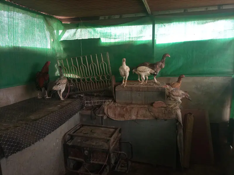 *Aseel Hens For Sale* — photo 11