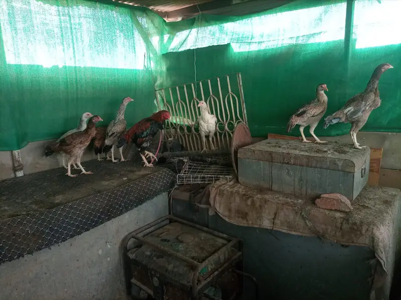 *Aseel Hens For Sale* — photo 12