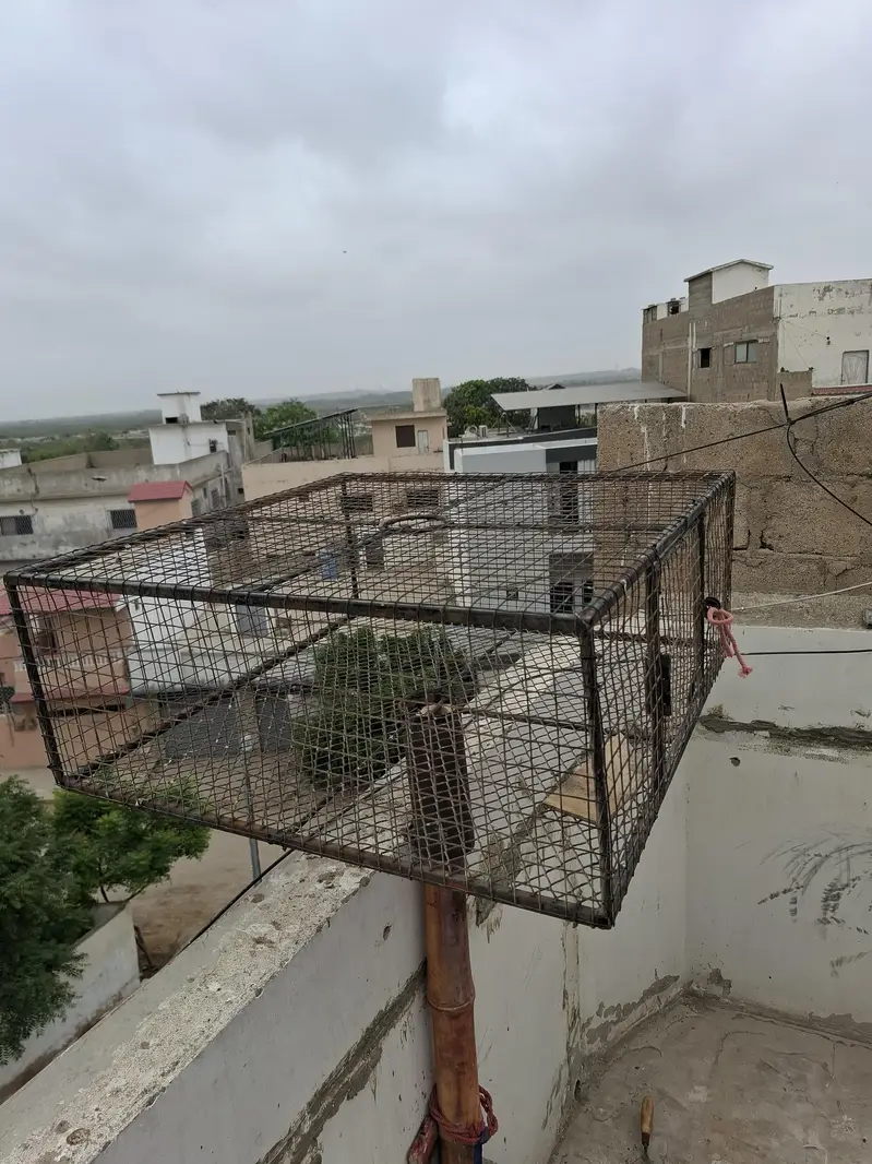 chatri Daba for pigeon training — photo 2