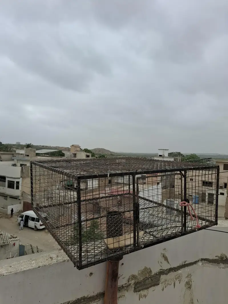 chatri Daba for pigeon training — photo 3