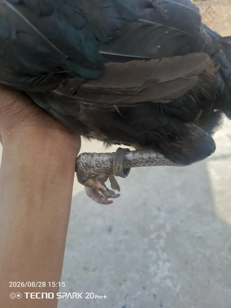 aseel murgi — photo 3