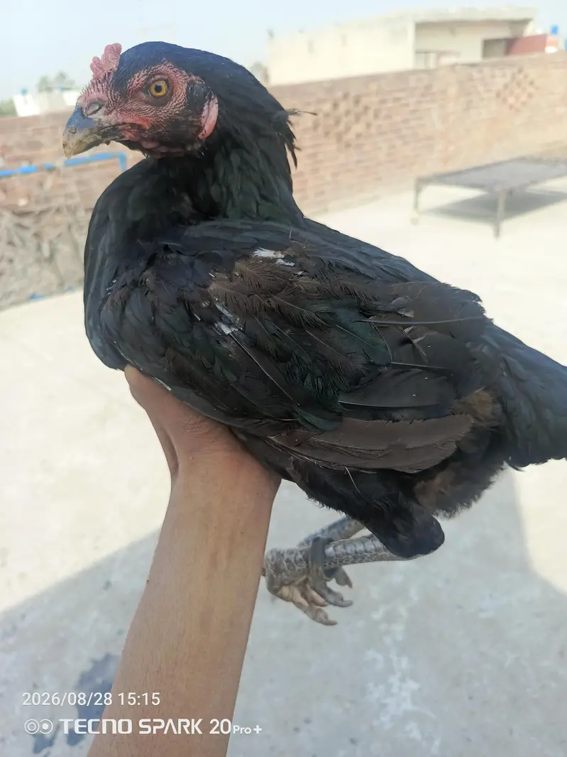 aseel murgi — photo 4