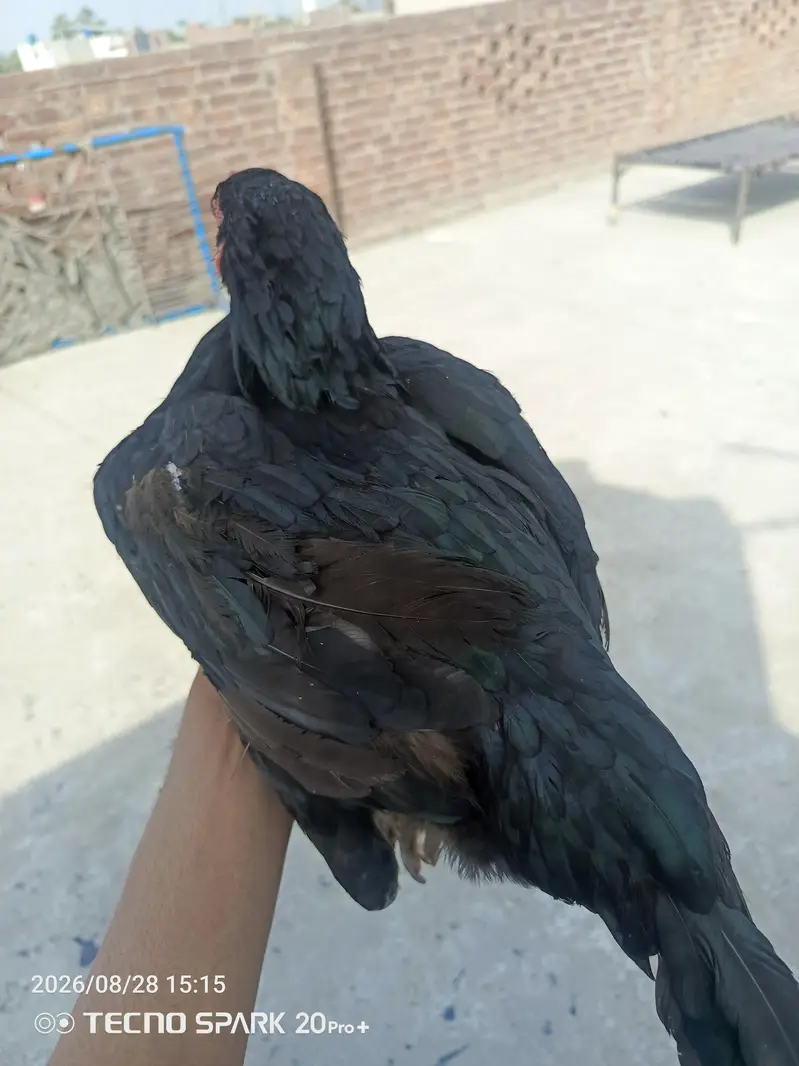 aseel murgi — photo 5