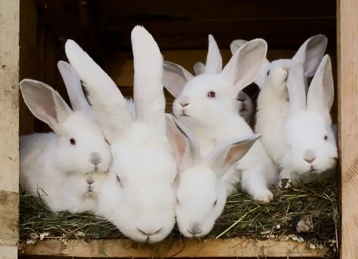 : "Healthy Pair of Rabbits for Sale"