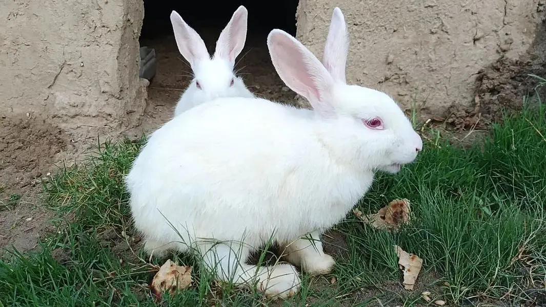 : "Healthy Pair of Rabbits for Sale" — photo 2