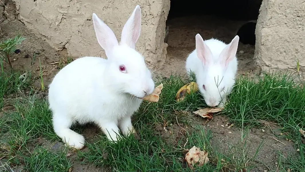 : "Healthy Pair of Rabbits for Sale" — photo 3