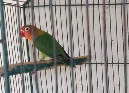 adult lovebirds available