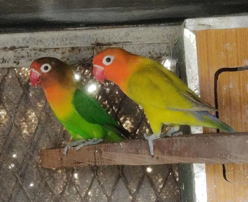 adult lovebirds available — photo 2