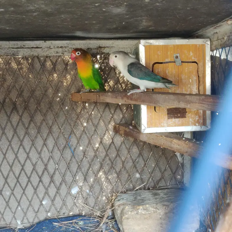 adult lovebirds available — photo 3