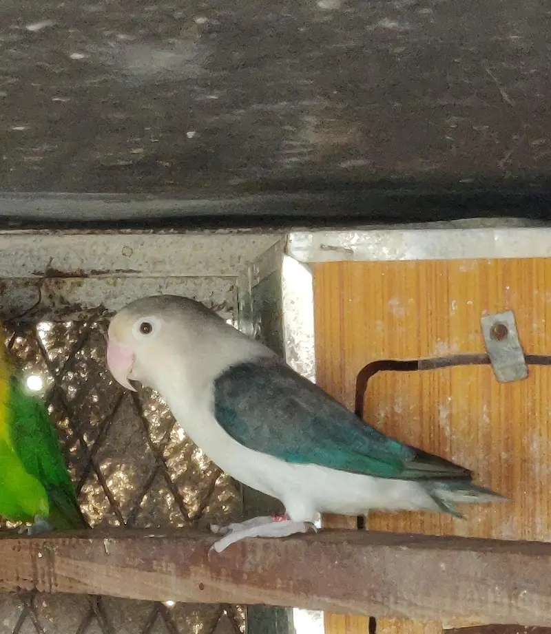 adult lovebirds available — photo 4