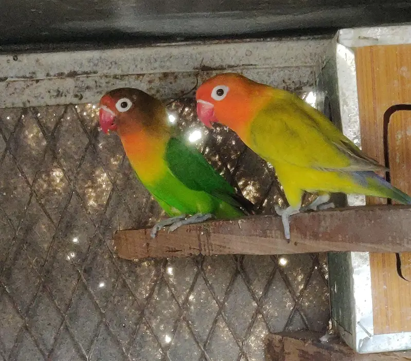 adult lovebirds available — photo 5