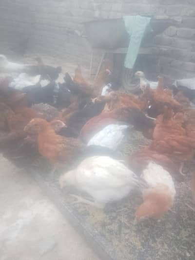 golden misri chicks