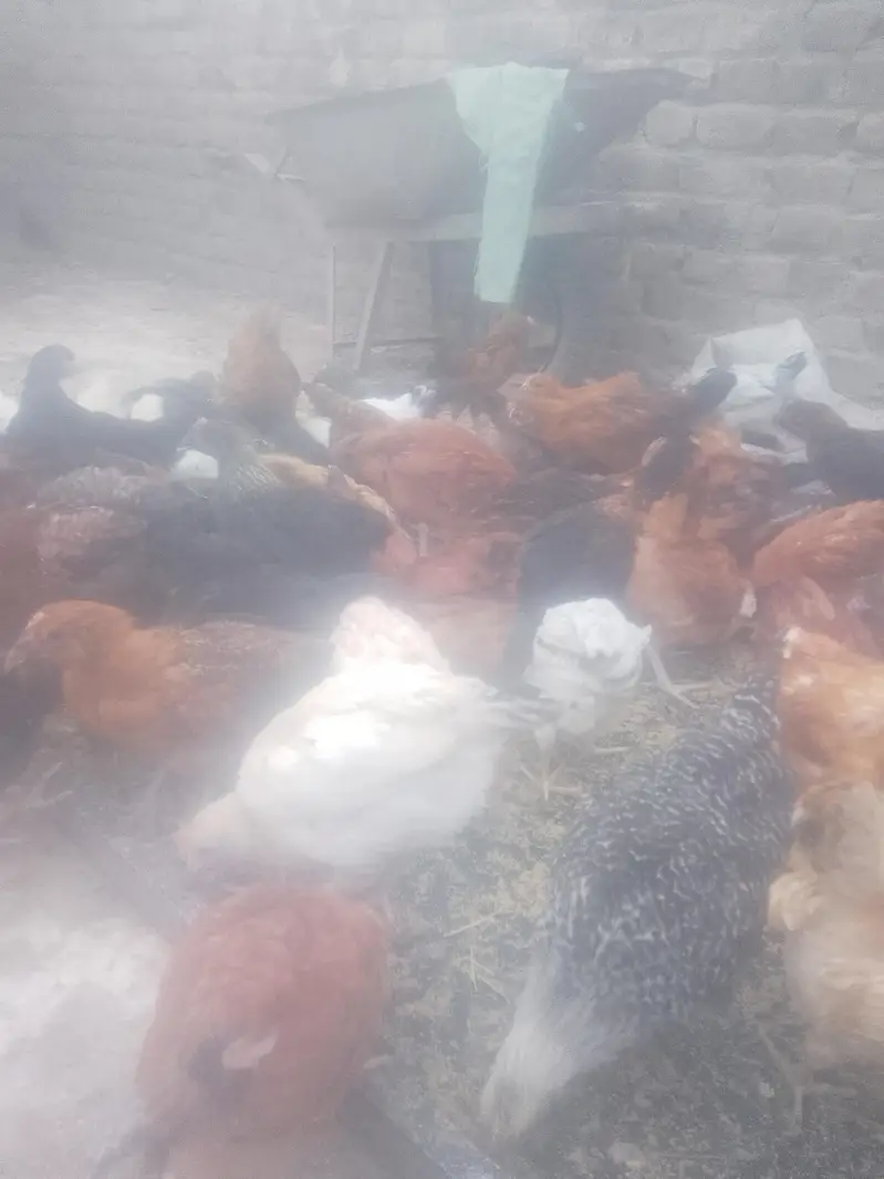 golden misri chicks — photo 2