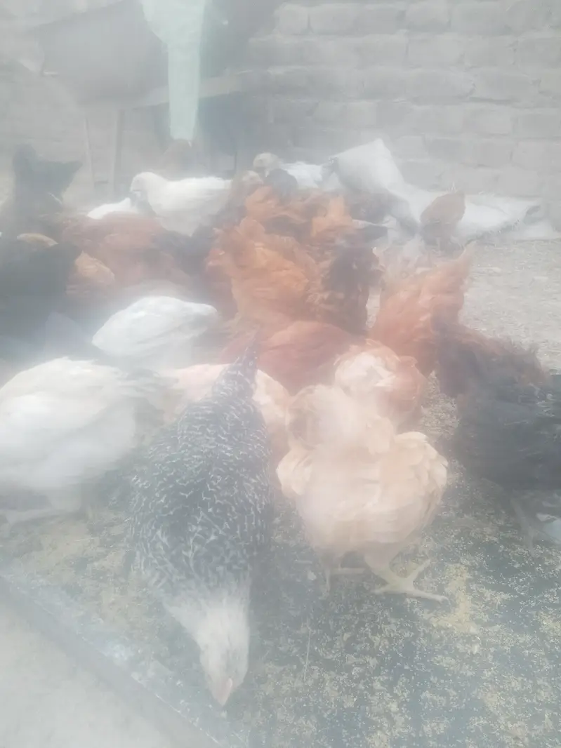 golden misri chicks — photo 3