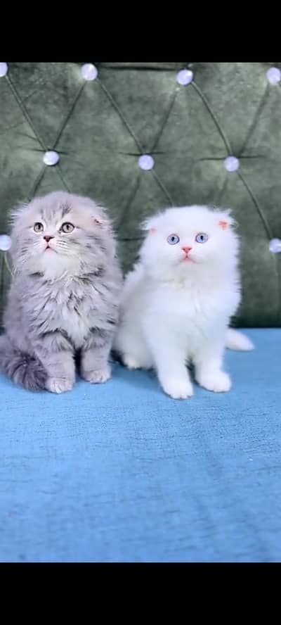 Quality Persian cat & Kittens Male & female    0323 0930380 WhatsApp