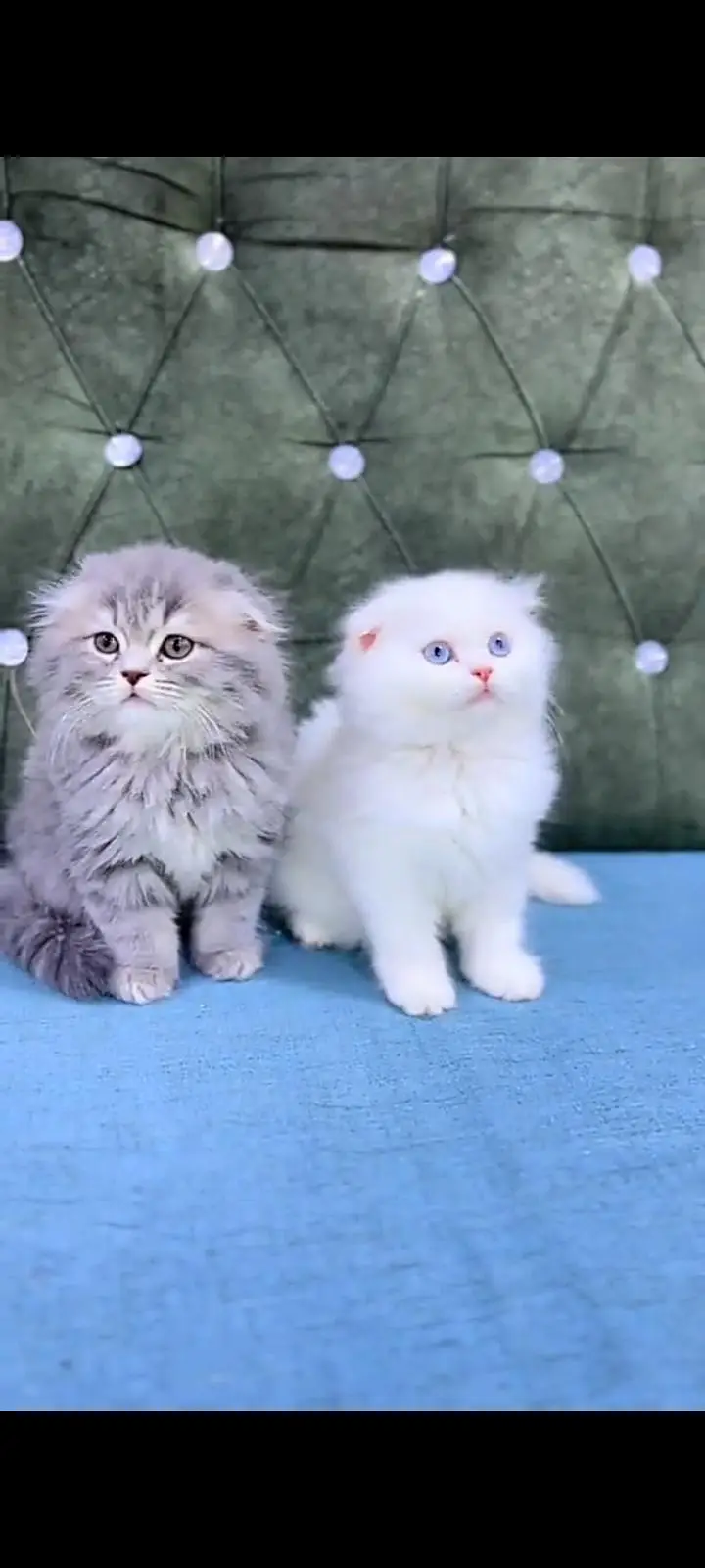 Quality Persian cat & Kittens Male & female    0323 0930380 WhatsApp — photo 2