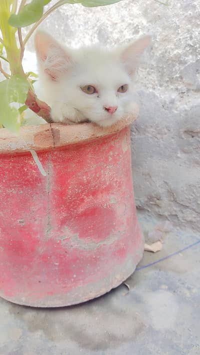 cat for sale