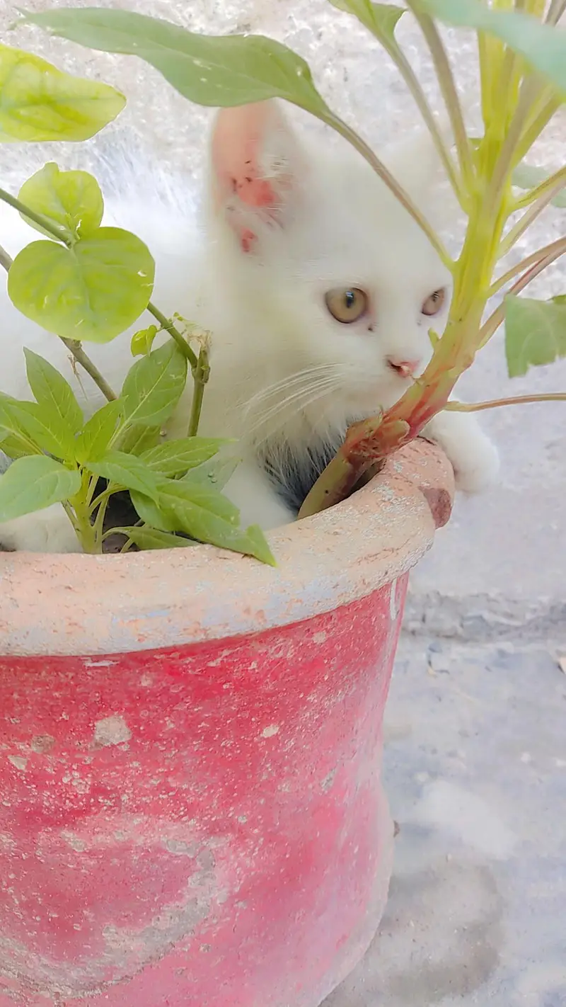 cat for sale — photo 2