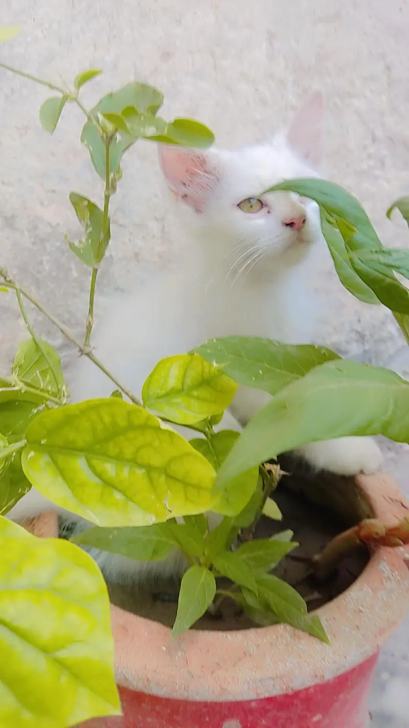 cat for sale — photo 3