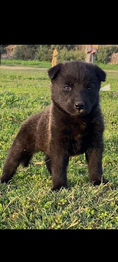 German shepherd male dog / double coat / GSD