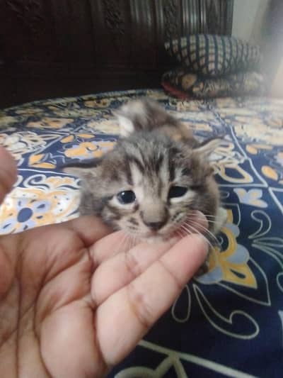 4 kittens for sale