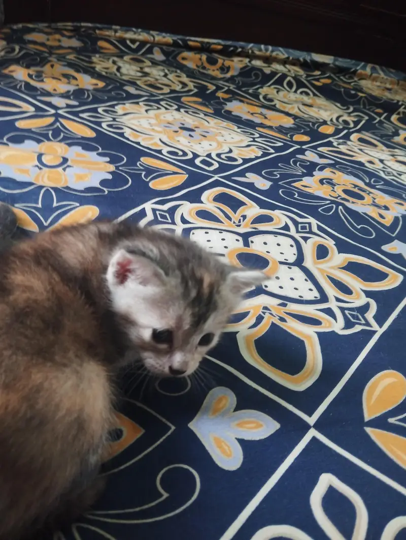 4 kittens for sale — photo 2