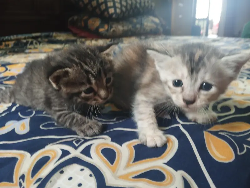 4 kittens for sale — photo 3