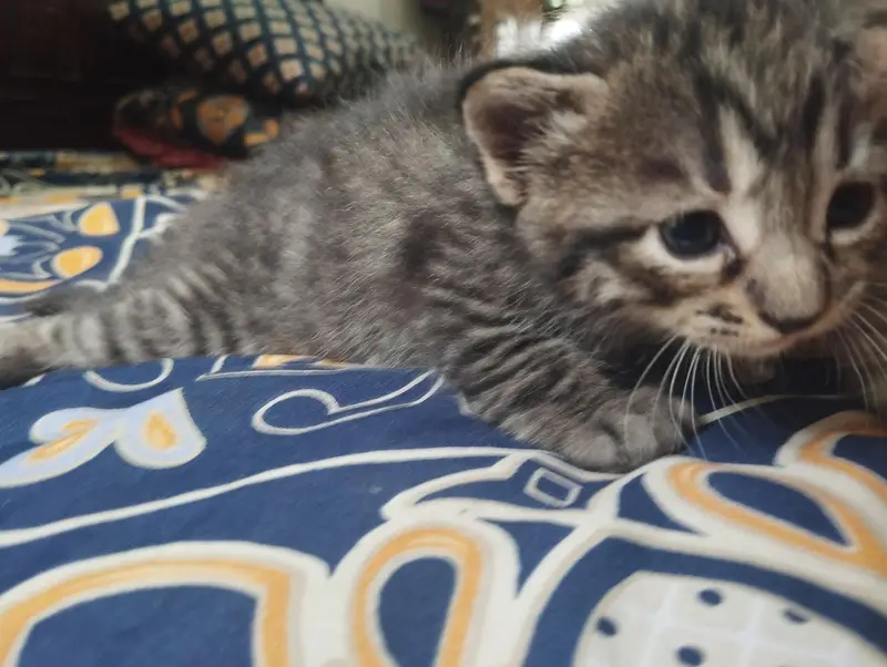 4 kittens for sale — photo 4
