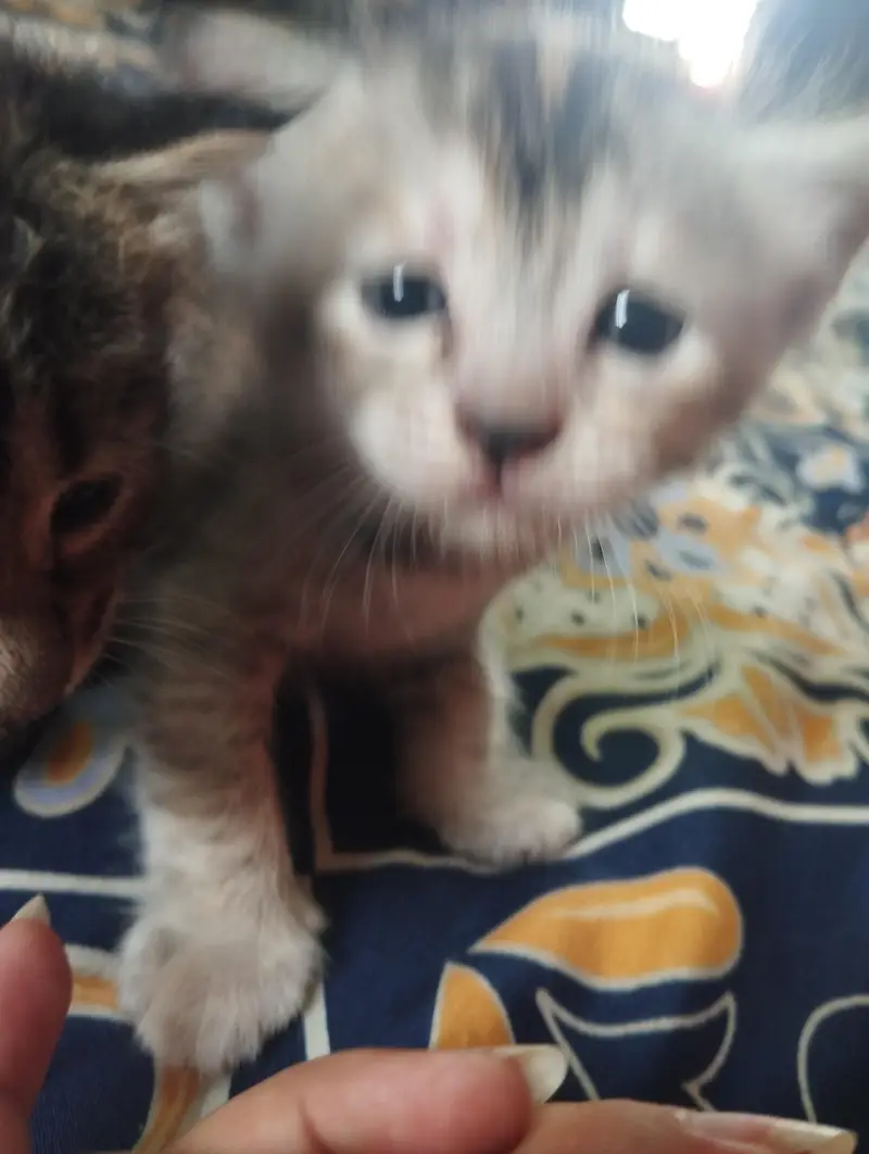 4 kittens for sale — photo 5