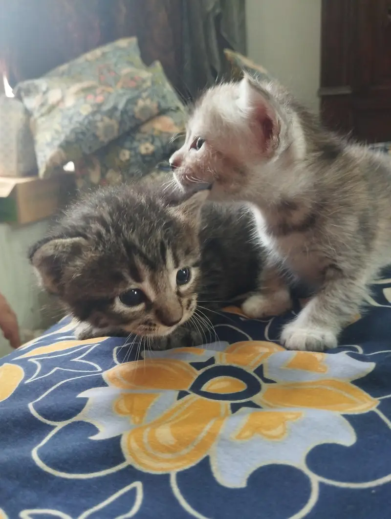 4 kittens for sale — photo 6