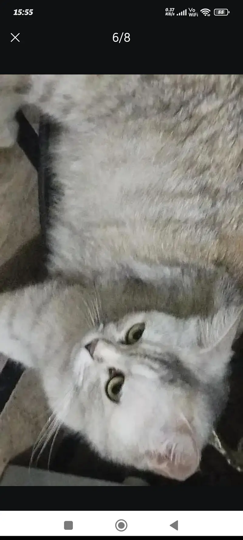 4 kittens for sale — photo 7