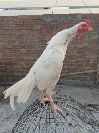 ready to breed male
