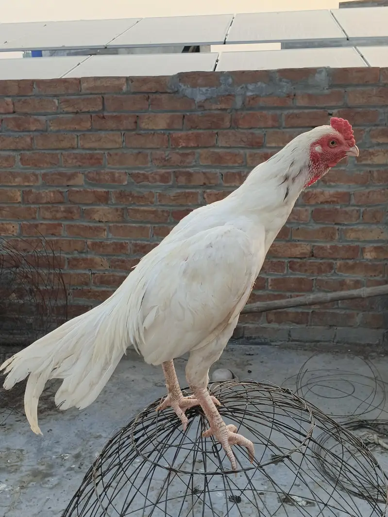 ready to breed male — photo 2