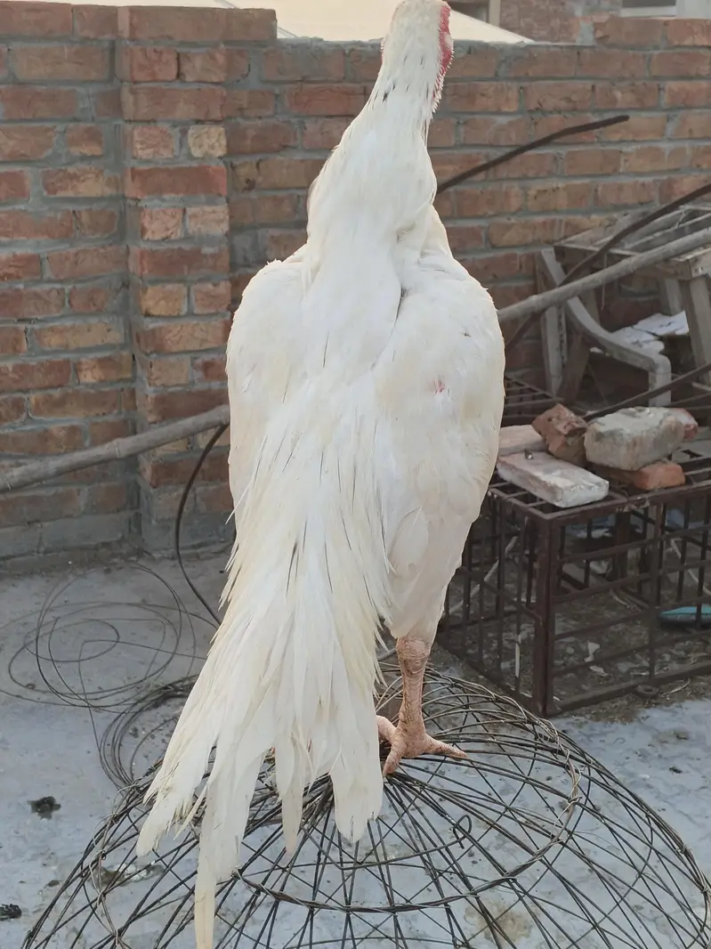 ready to breed male — photo 3