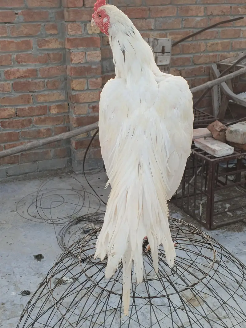 ready to breed male — photo 4