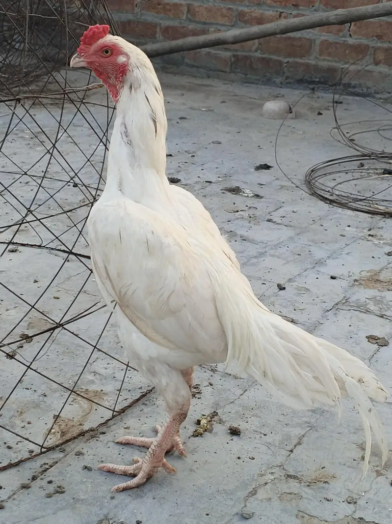 ready to breed male — photo 5