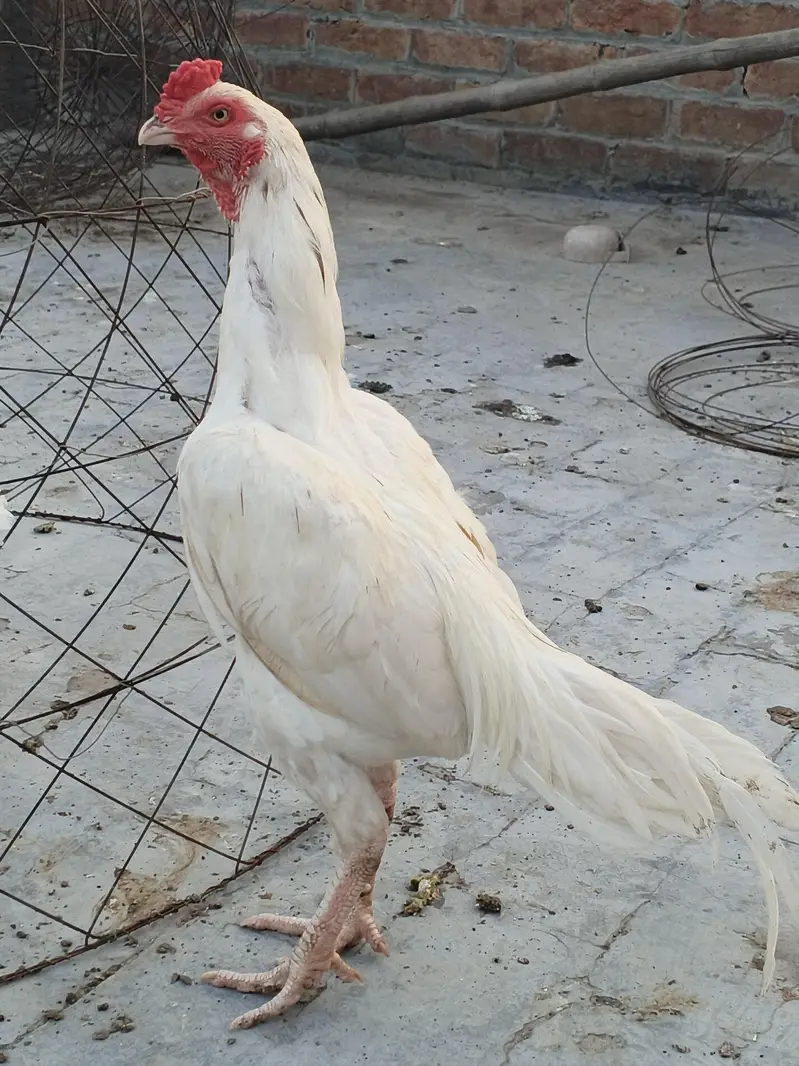 ready to breed male — photo 6